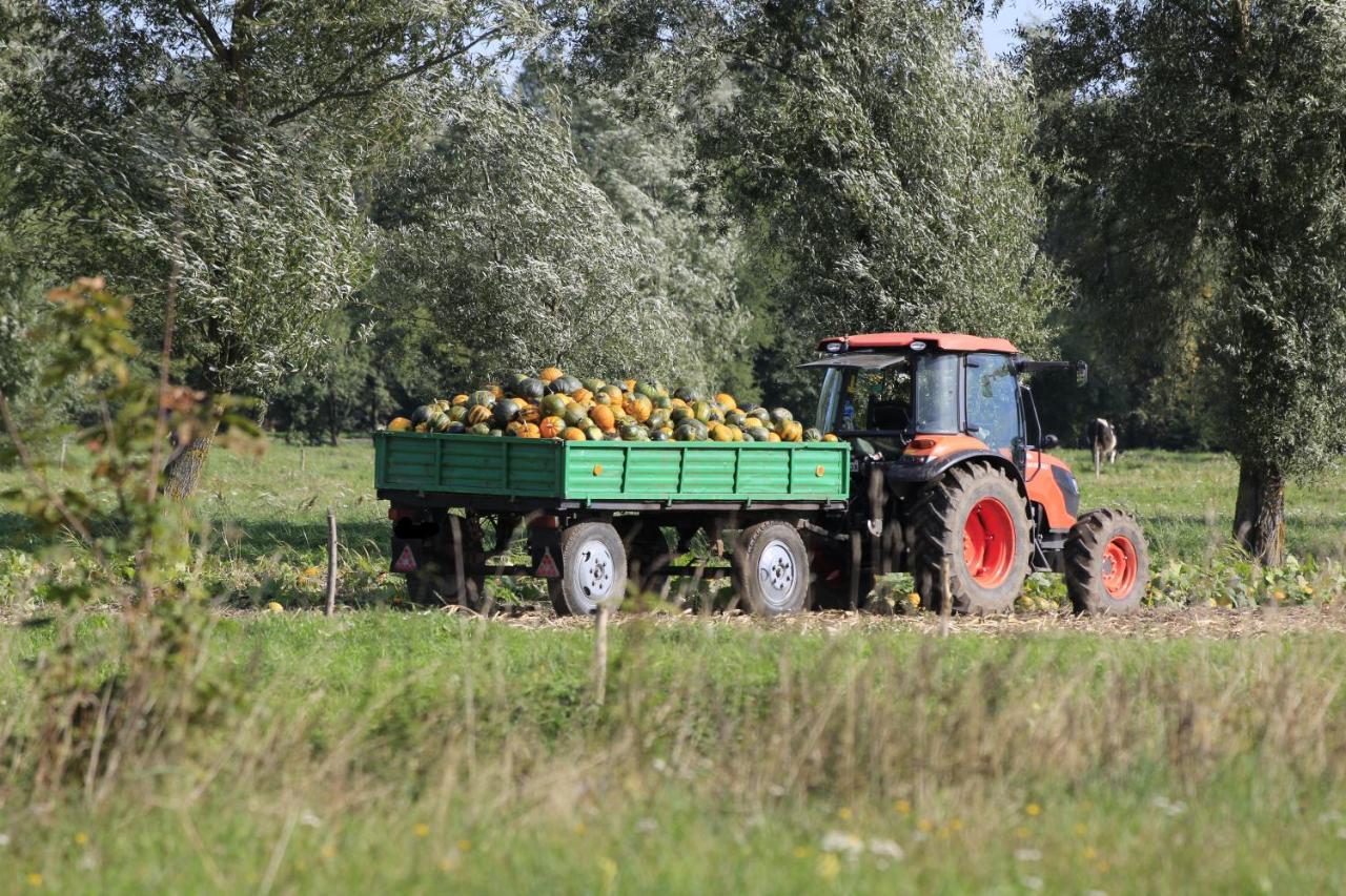 Agroturystyka Zulawiaczek Nowy Dwor Gdanski Ngoại thất bức ảnh